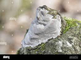 Attēlu rezultāti vaicājumam “Phellinus laevigatus”