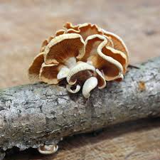 Attēlu rezultāti vaicājumam “Panellus stipticus”