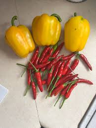 Afbeeldingsresultaat voor thai yellow hot pepper