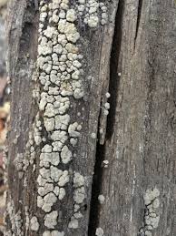 Attēlu rezultāti vaicājumam “Xylobolus frustulatus”