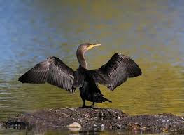 Image result for Phalacrocorax auritus