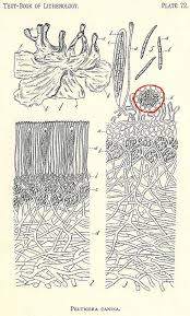 Attēlu rezultāti vaicājumam “Peltigera canina”