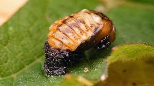 Attēlu rezultāti vaicājumam “Linaeidea aenea”