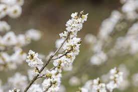 Attēlu rezultāti vaicājumam “Daphne mezereum flower”