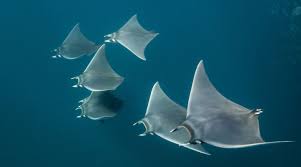 Image result for Mobula hypostoma