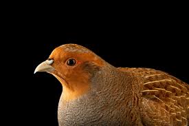 Attēlu rezultāti vaicājumam “Perdix perdix adult”