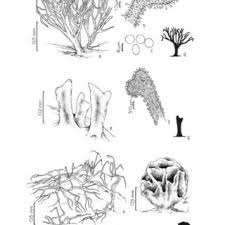 Attēlu rezultāti vaicājumam “Badhamia panicea sessile”