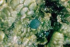 Attēlu rezultāti vaicājumam “Mniaecia jungermanniae”