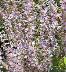 Image result for Salvia sclarea