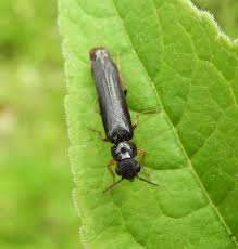 Attēlu rezultāti vaicājumam “Hylecoetus dermestoides”