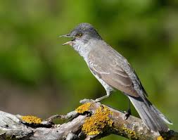 Attēlu rezultāti vaicājumam “Sylvia nisoria”