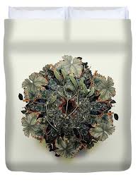 Attēlu rezultāti vaicājumam “Viscum album fruit”