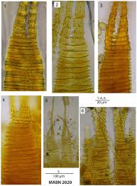 Attēlu rezultāti vaicājumam “Fissidens bryoides sporophyte”
