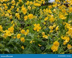 Attēlu rezultāti vaicājumam “Ranunculus lanuginosus”