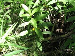 Attēlu rezultāti vaicājumam “Lysimachia thyrsiflora leaf”