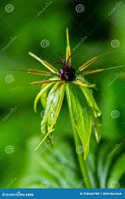 Attēlu rezultāti vaicājumam “Paris quadrifolia fruit”