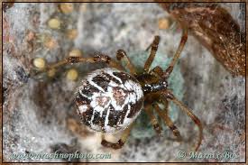 Attēlu rezultāti vaicājumam “Phylloneta sp.”