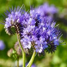 Image result for Phacelia