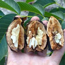Attēlu rezultāti vaicājumam “Juglans regia fruit”