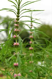 Attēlu rezultāti vaicājumam “Leonurus quinquelobatus flower”