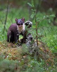 Attēlu rezultāti vaicājumam “Martes martes”