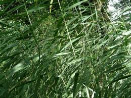 Attēlu rezultāti vaicājumam “Phragmites communis leaf”