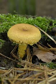 Attēlu rezultāti vaicājumam “Pholiota flammans”