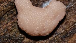 Attēlu rezultāti vaicājumam “Tubiferaceae”