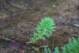 「粉綠狐尾藻」的圖片搜尋結果