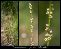 Attēlu rezultāti vaicājumam “Triglochin palustre fruit”