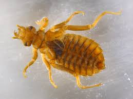 Attēlu rezultāti vaicājumam “Gomphidae”