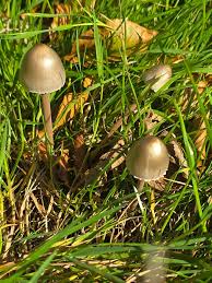 Attēlu rezultāti vaicājumam “Panaeolus papilionaceus”