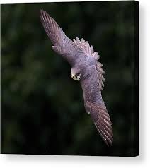 Attēlu rezultāti vaicājumam “Falco subbuteo”