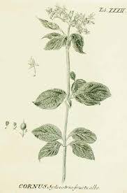 Attēlu rezultāti vaicājumam “Cornus alba”