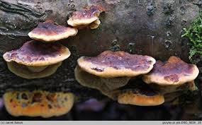 Attēlu rezultāti vaicājumam “Inonotus rheades”