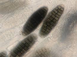 Attēlu rezultāti vaicājumam “Diderma ochraceum sessile”