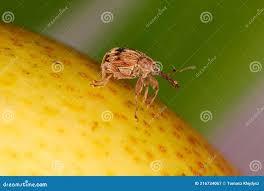 Attēlu rezultāti vaicājumam “Anthonomus pomorum”