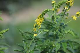 Image result for Agrimonia eupatoria