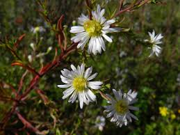 Image result for Aster lanceolatus
