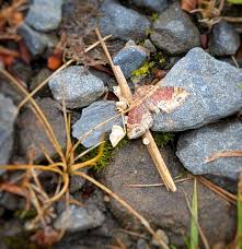 Attēlu rezultāti vaicājumam “Xanthorhoe spadicearia”