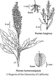 Attēlu rezultāti vaicājumam “Rumex maritimus leaf”