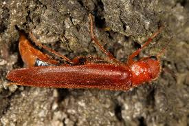 Attēlu rezultāti vaicājumam “Hylecoetus dermestoides”