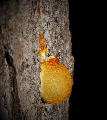 Attēlu rezultāti vaicājumam “Fuligo septica cf. rufa”