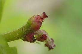 Attēlu rezultāti vaicājumam “Quercus robur female flower”