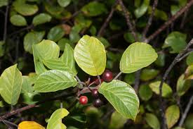 Attēlu rezultāti vaicājumam “Frangula alnus leaf”