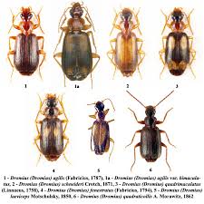 Attēlu rezultāti vaicājumam “Dromius quadrimaculatus”
