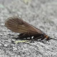 Attēlu rezultāti vaicājumam “Potamophylax”