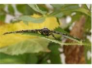 Attēlu rezultāti vaicājumam “Eupithecia sinuosaria”