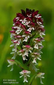 Attēlu rezultāti vaicājumam “Orchis ustulata”