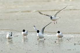 Attēlu rezultāti vaicājumam “Larus minutus”